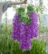 Artificial Wisteria Hanging Flowers Fake Wisteria Flower Garland Office Party Decoration (12, Red)